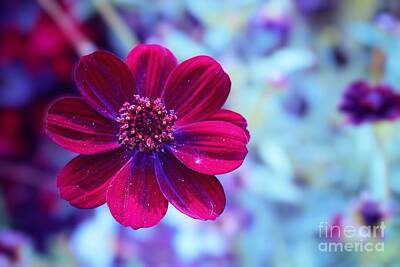 Florals Royalty-Free and Rights-Managed Images - Floating by Chris Bee