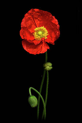 Lilies Royalty-Free and Rights-Managed Images - Red Poppy II - Dancing Poppies Collection by Lily Malor