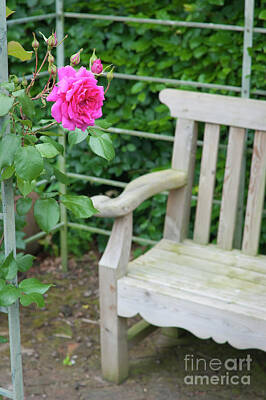 Wine Down Royalty Free Images - Red rose and garden bench Royalty-Free Image by Dariusz Gora