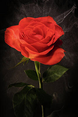 Lori A Cash Royalty-Free and Rights-Managed Images - Red Rose Magic Vignette by Lori A Cash