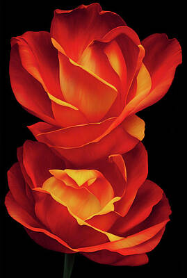 Roses Digital Art - Red Roses by MJ Cadle