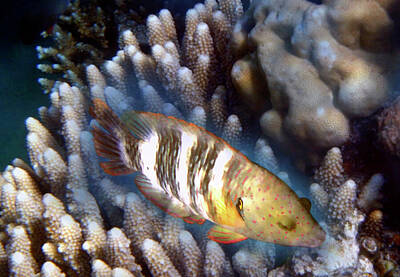 Beach Photo Rights Managed Images - Red Sea Broomtail Wrasse Closeup Royalty-Free Image by Johanna Hurmerinta