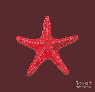Stellar Interstellar - Red Sea Star by Kathryn Yoder