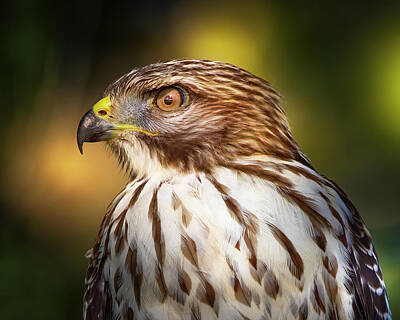Mark Andrew Thomas Royalty-Free and Rights-Managed Images - Red Shouldered Hawk Close Up by Mark Andrew Thomas