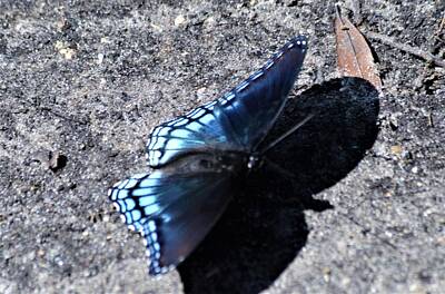 Grateful Dead Royalty Free Images - Red Spotted Purple Butterfly Shadow Royalty-Free Image by Warren Thompson