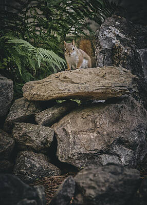 On Trend Breakfast Royalty Free Images - Red Squirrel and Rock Wall 2 Royalty-Free Image by Bob Orsillo