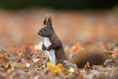 Route 66 - Red Squirrel by Arterra Picture Library