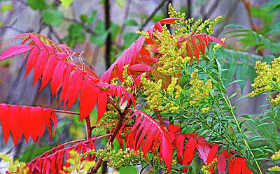 Stocktrek Images - Red Sumac And Yellow Goldenrod by Debbie Oppermann
