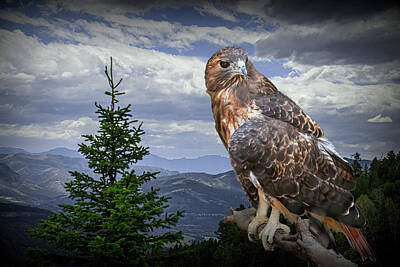 Randall Nyhof Royalty-Free and Rights-Managed Images - Red Tail Hawk in Yellowstone by Randall Nyhof