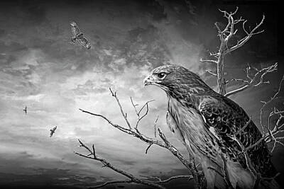 Portraits Photos - Red Tail Hawk Portrait in Black and White by Randall Nyhof