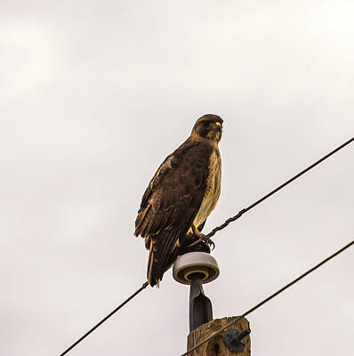 Landscapes Kadek Susanto Royalty Free Images - Red-tailed Hawk 001257 Royalty-Free Image by Renny Spencer