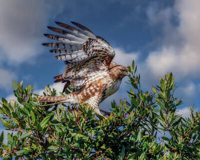 Birds Royalty Free Images - Red-tailed Hawk #4 Royalty-Free Image by Joe Fisher