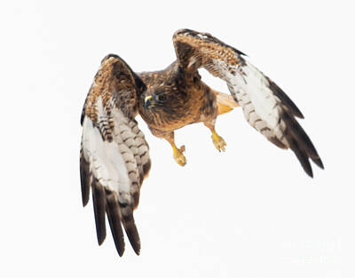 Steven Krull Royalty-Free and Rights-Managed Images - Red-tailed Hawk Folded Wings by Steven Krull