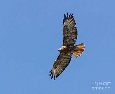 Steven Krull Royalty Free Images - Red-Tailed Hawk in Flight Royalty-Free Image by Steven Krull