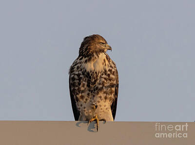 Fromage - Red-tailed Hawk In Perched Position by James Stewart