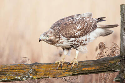 Stunning 1x - Red-tailed Hawk On a Fence by CR Courson