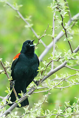 Ingredients Rights Managed Images - Red-winged Black Bird Singing Royalty-Free Image by Ed Peterson
