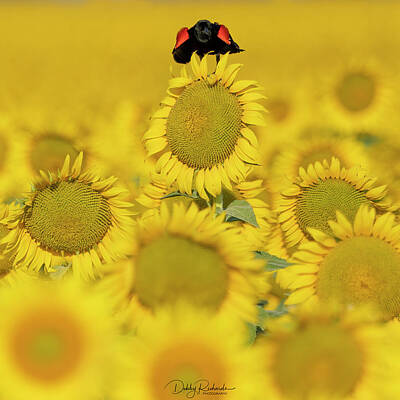 Sunflowers Photos - Red Winged Blackbird on Sunflower 3 by Debby Richards