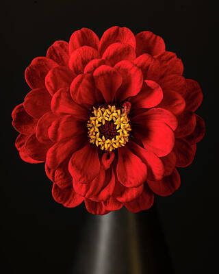 Lilies Royalty-Free and Rights-Managed Images - Red Zinnia Flowers in Black Vase Art Photo by Lily Malor