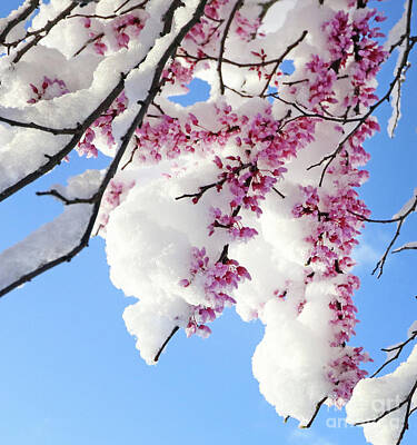 Mans Best Friend - Redbud Blossoms and April Snow 5010 by Jack Schultz
