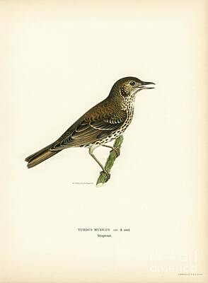 Lipstick Kiss - Redwing-Song thrush  Turdus usicus  illustrated by the von Wright brothers. by Shop Ability