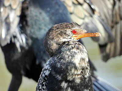 Animals Photos - Reed Cormorant by Bird Republic