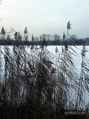 Grace Kelly - Reeds by a frozen lake 2 by Paul Boizot