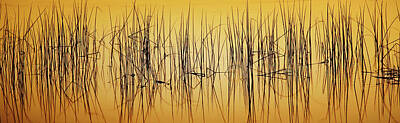 Lori A Cash Royalty-Free and Rights-Managed Images - Reedscape at Sunset by Lori A Cash