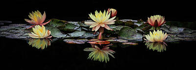 Lilies Royalty-Free and Rights-Managed Images - Reflections Of Water Lilies by Athena Mckinzie