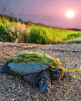 Animals Royalty Free Images - Reptile Royalty-Free Image by Aaron J Groen