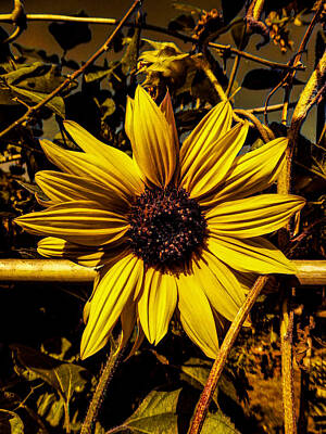 Sunflowers Digital Art - Resting on a Bamboo Pole by Steve Taylor