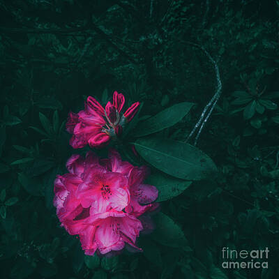 Masako Metz Royalty-Free and Rights-Managed Images - Rhododendron in the dark by Masako Metz