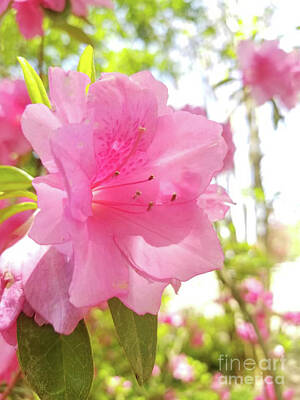 Roses Paintings - Rhododendron of Spring  by Rose Elaine