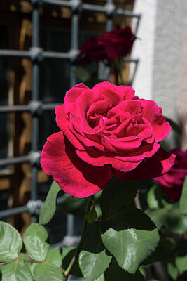 Travel - Rich Red Rose in Full Bloom by Georgia Mizuleva