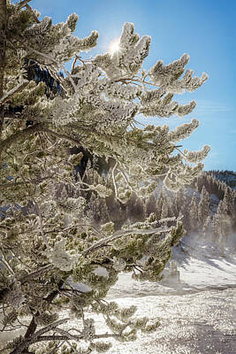 Kim Fearheiley Photography - Rime Covered Trees with Sunstar Yellowstone National Park 2 by Joan Carroll