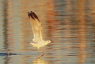 Lori A Cash Royalty-Free and Rights-Managed Images - Ring-Billed Gull in Flight by Lori A Cash