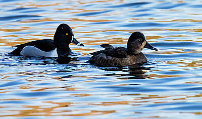 Lori A Cash Royalty-Free and Rights-Managed Images - Ring-necked Ducks Swimming by Lori A Cash