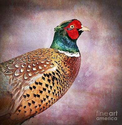 From The Kitchen - Ring-necked pheasant  by Esko Lindell