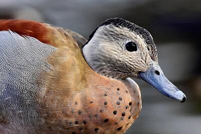 Modern Patterns - Ringed Teal by Neil R Finlay