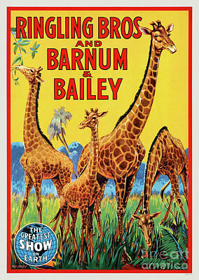 Mammals Drawings - Ringling Bros and Barnum and Bailey USA Vintage Poster by Vintage Treasure