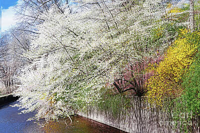 Florals Royalty-Free and Rights-Managed Images - Riverbank Spring Beauty by Regina Geoghan