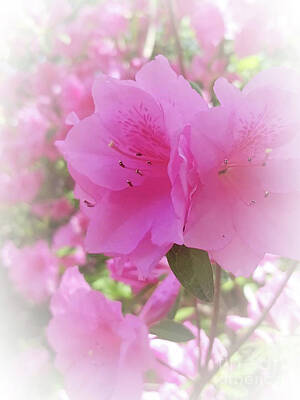 Roses Paintings - Rhododendron of Jackson by Rose Elaine