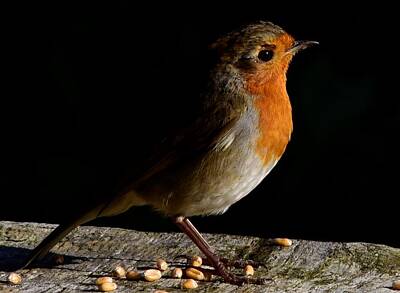 Birds Rights Managed Images - Robin Redbreast Poses For Seeds Royalty-Free Image by Neil R Finlay