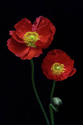 Rock And Roll Photos - Rock and Roll - Dancing Poppies Collection by Lily Malor