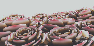 Roses Digital Art - Rock Rose Succulents  by Allan Swart