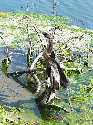 State Pop Art Rights Managed Images - Rocket Anhinga Royalty-Free Image by Sharon Williams Eng