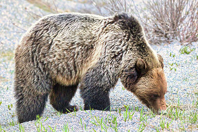 Brad - Rocky Mountain Grizzly by Thomas Nay