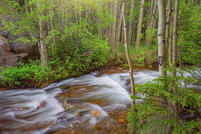 Royalty-Free and Rights-Managed Images - Rocky Mountain Stream by Darren White