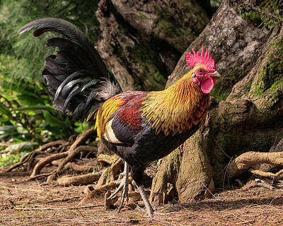 Landscapes Royalty-Free and Rights-Managed Images - Roosters Run by American Landscapes