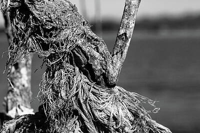 Animals And Earth - Rope tangled in brush by Steve Gravano